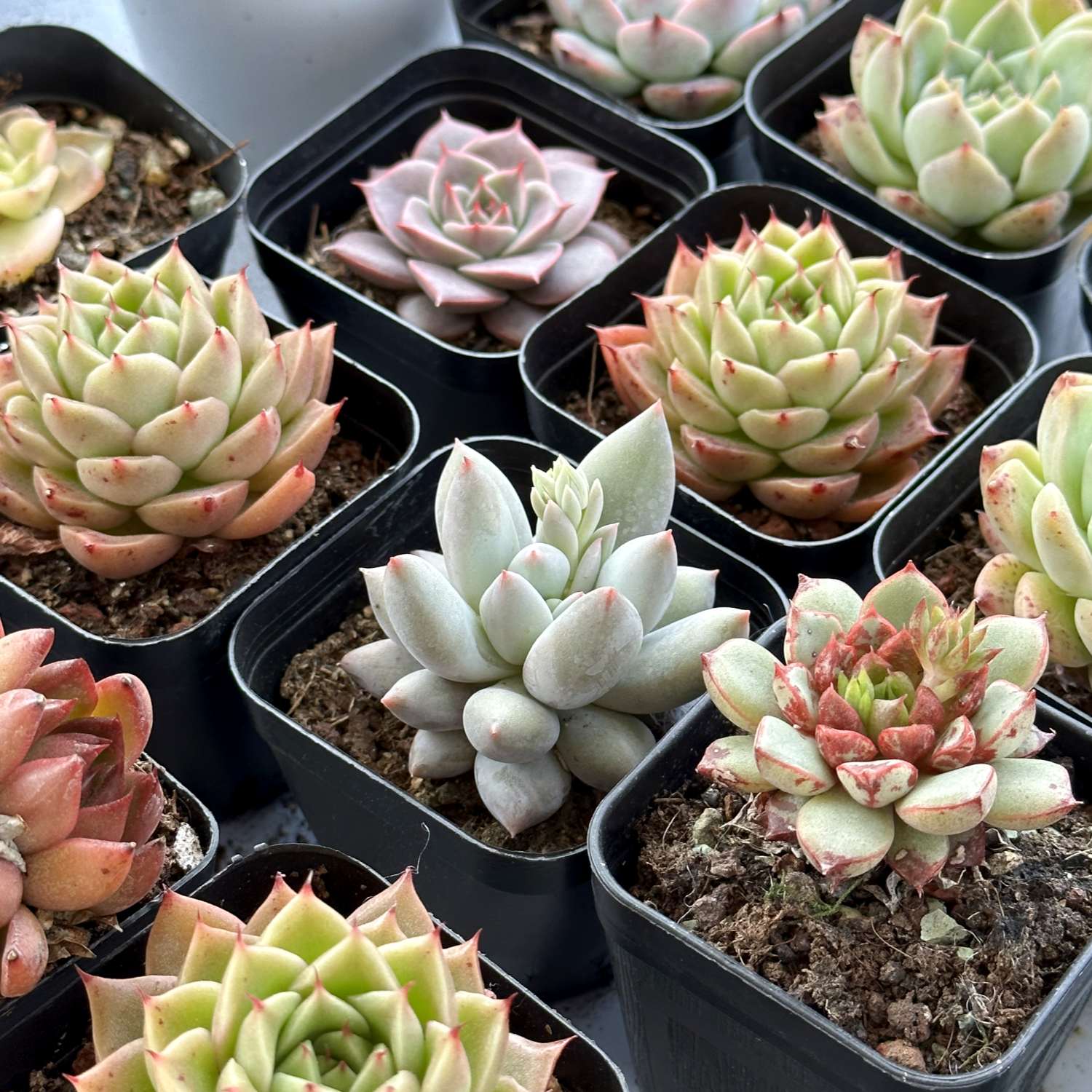 angel plant succulent x Pachyveria 'Angel's Finger' 1 Plant