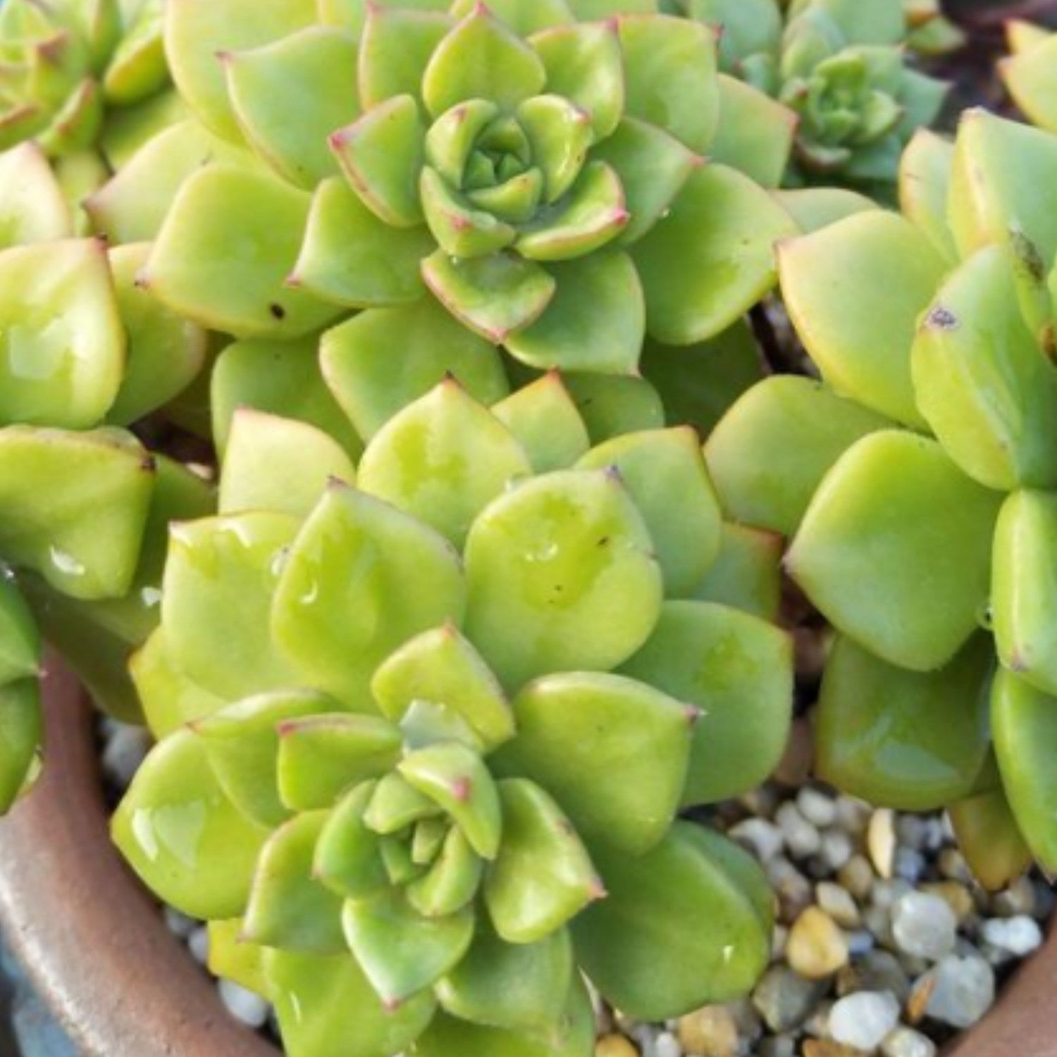 succulent letizia x Sedeveria Letizia
