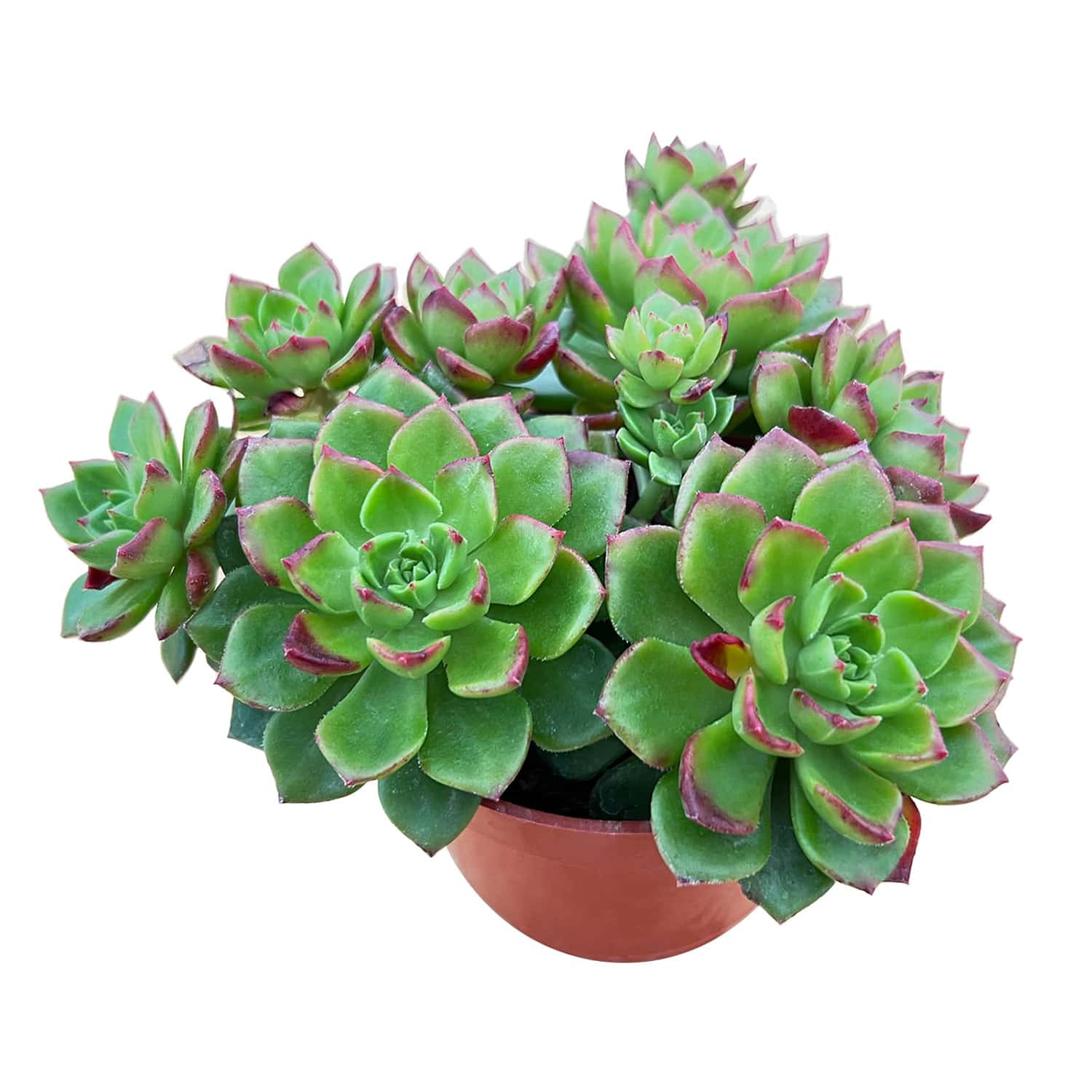 sedeveria letizia succulent x Sedeveria Letizia Cluster (4 inch)
