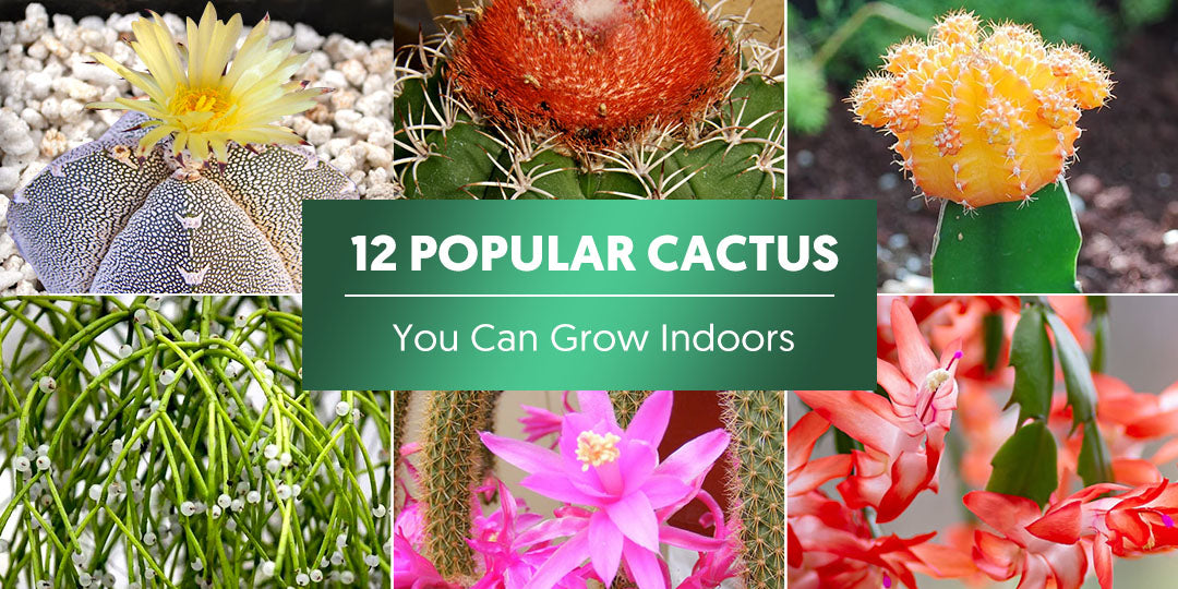 12 Popular Cactus You Can Grow at Home | THE NEXT GARDENER ...