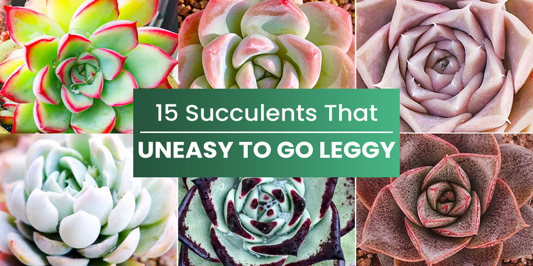 15 Succulents That Uneasy to Go Leggy | THE NEXT GARDENER – Thenextgardener