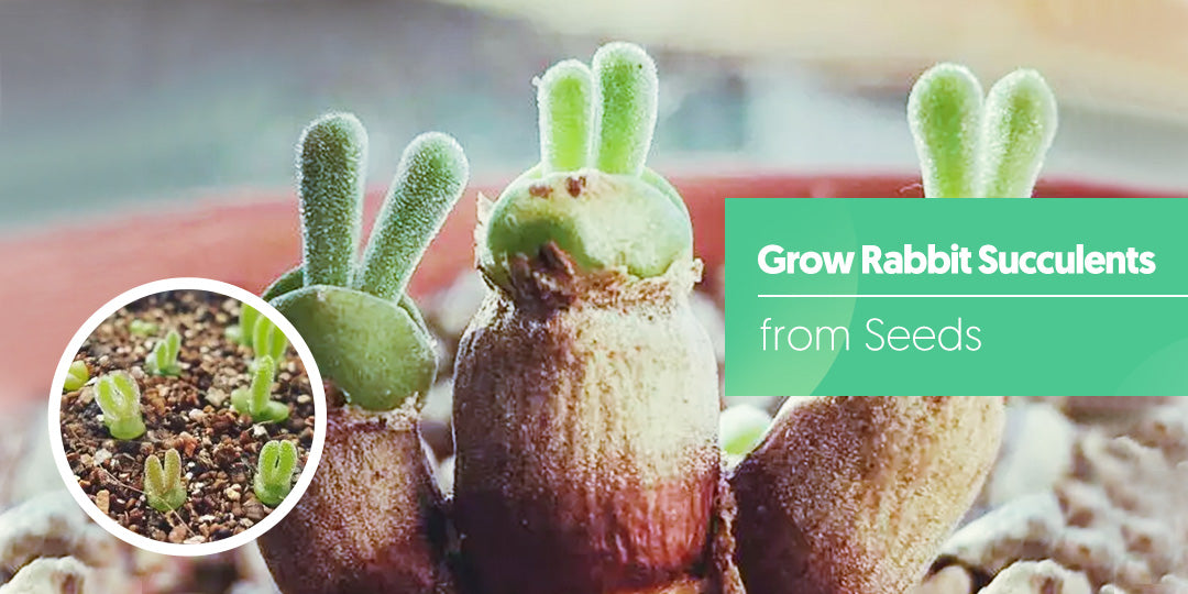 Growing Bunny Ear Succulents from Seeds The Next Gardener