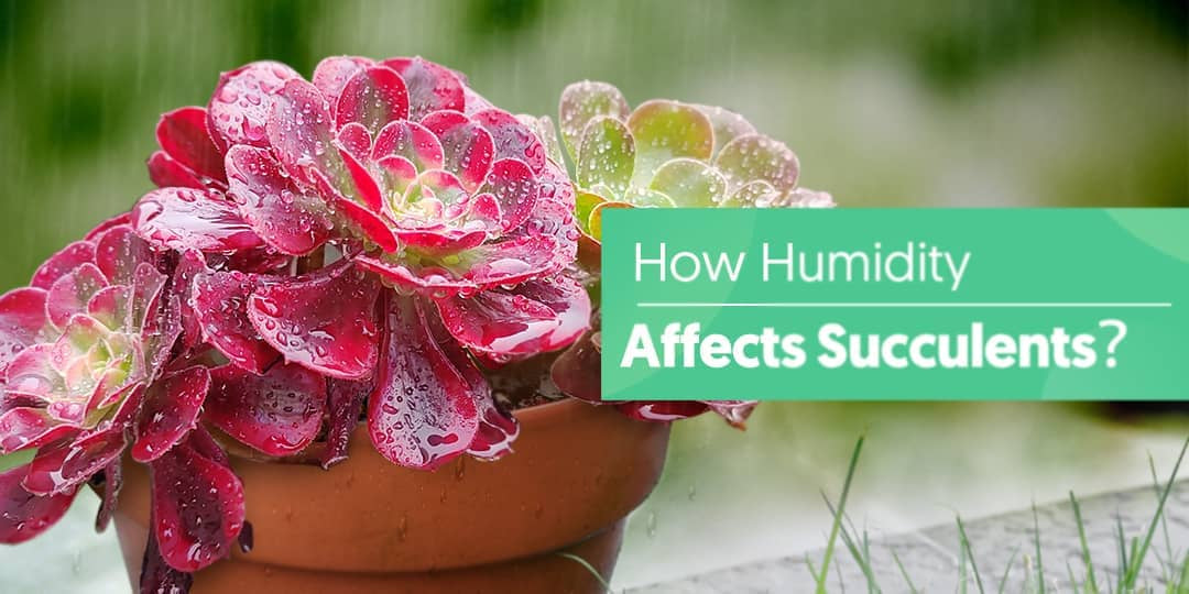 How Humidity Affects Succulents｜The Next Gardener Thenextgardener