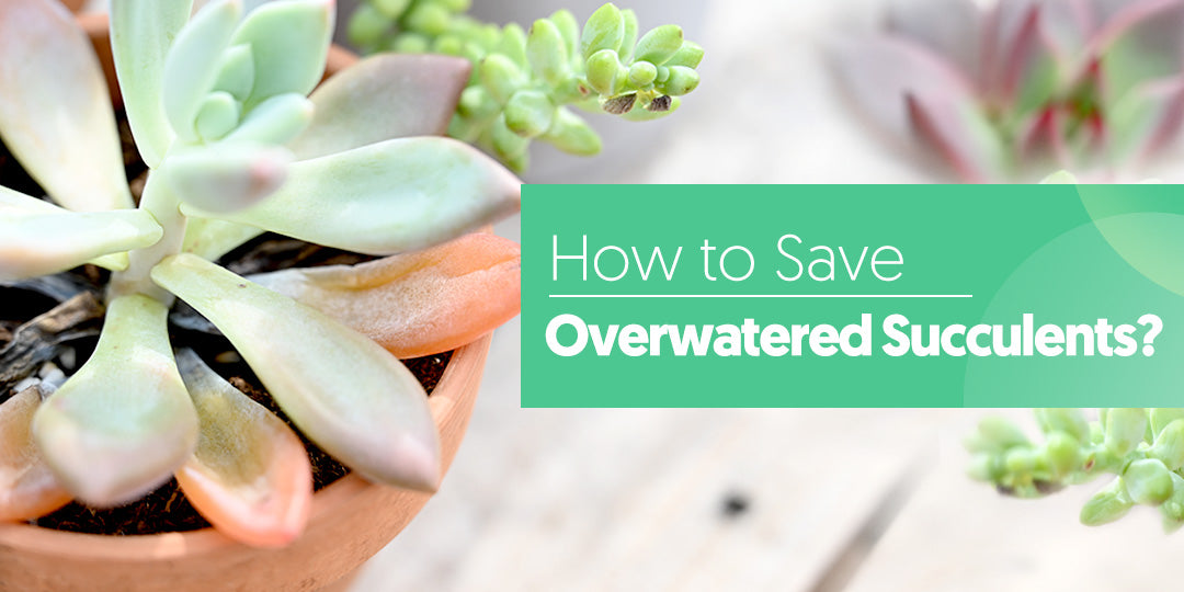 How To Save Overwatered Succulents The Next Gardener Thenextgardener