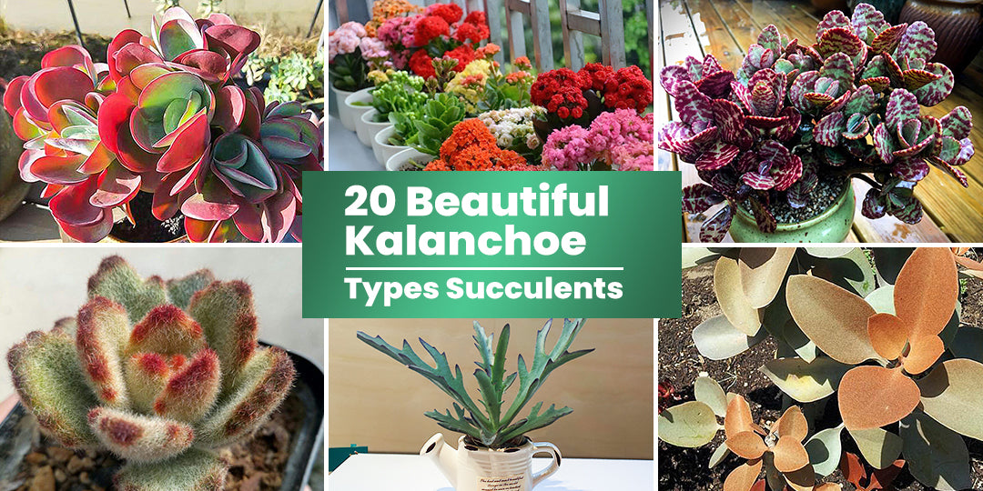 20 Beautiful Kalanchoe Types Succulents | THE NEXT GARDENER ...