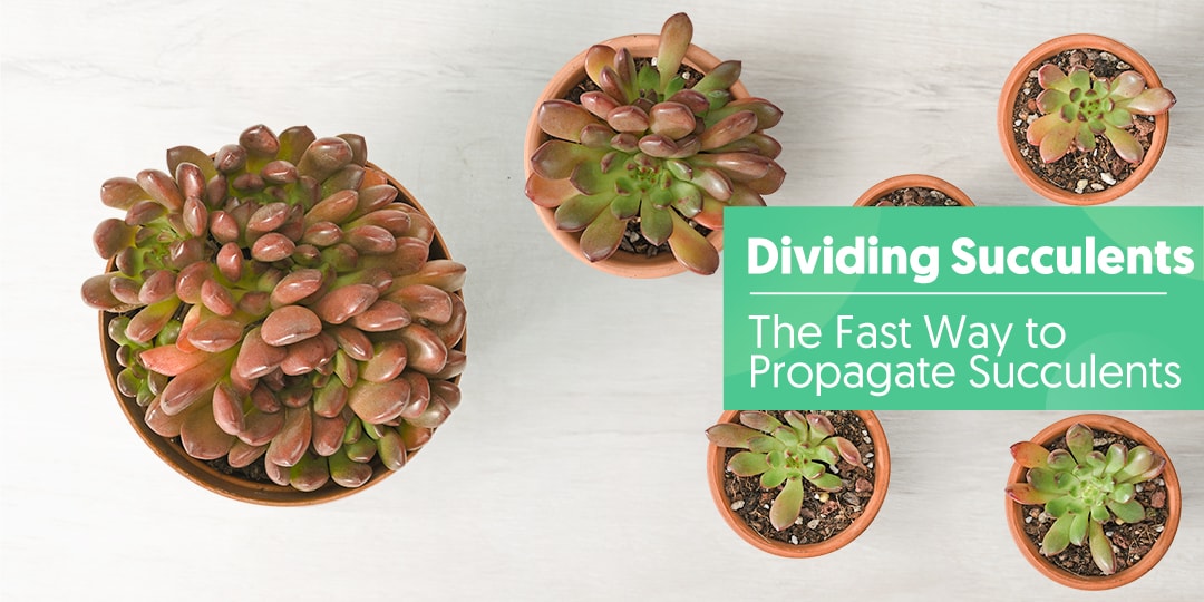 How to Divide Cluster Succulent to Propagate Fast | The Next Gardener ...