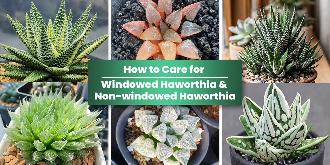 A Full Care Guide of Windowed Haworthia & Non-windowed Haworthia | THE ...