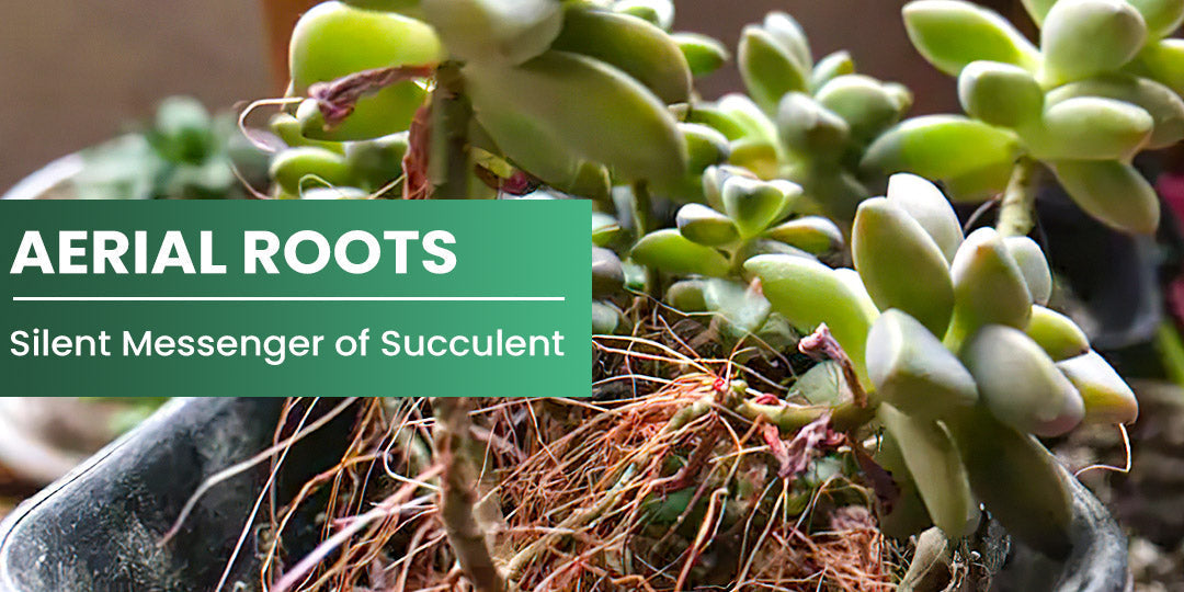 Aerial Roots: Silent Messenger of Succulent | THE NEXT GARDENER ...