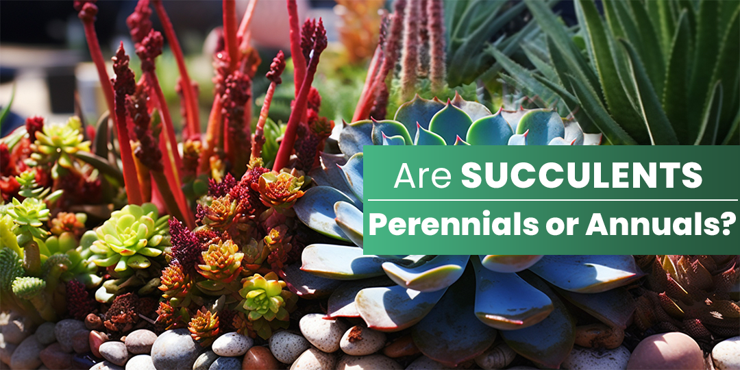 How long do succulents live? Perennials or Annuals? | THE NEXT GARDENER ...