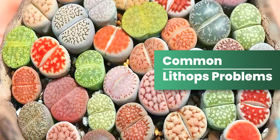 Lithops Rotting Common Lithops Problems | THE NEXT GARDENER – Thenextgardener