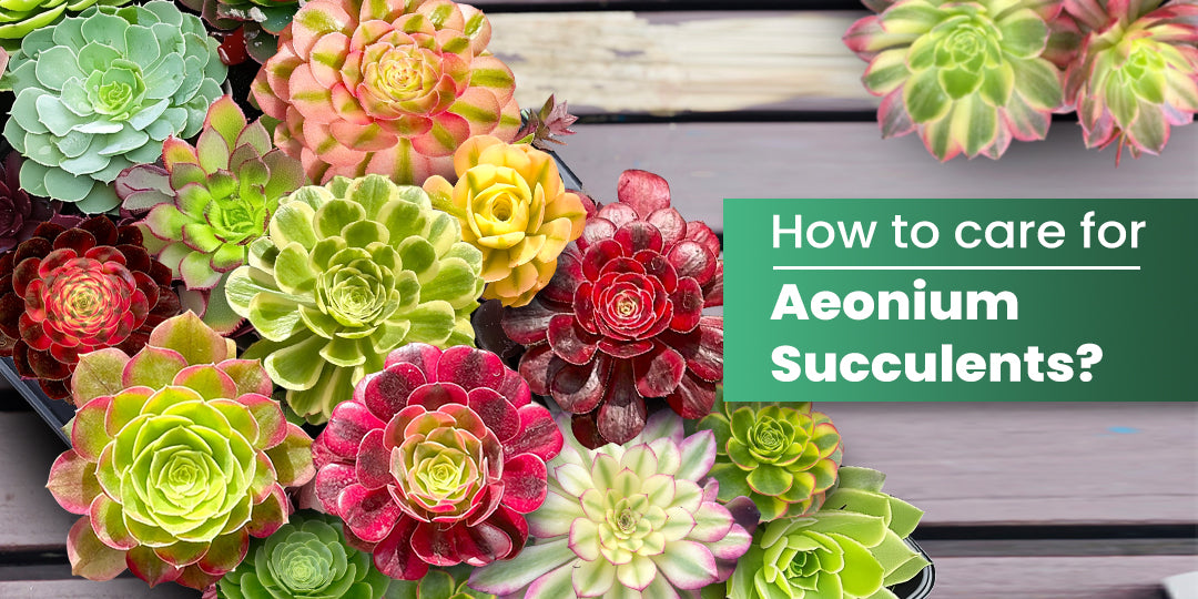 How to Care for Aeonium Succulents? | THE NEXT GAEDENER – Thenextgardener