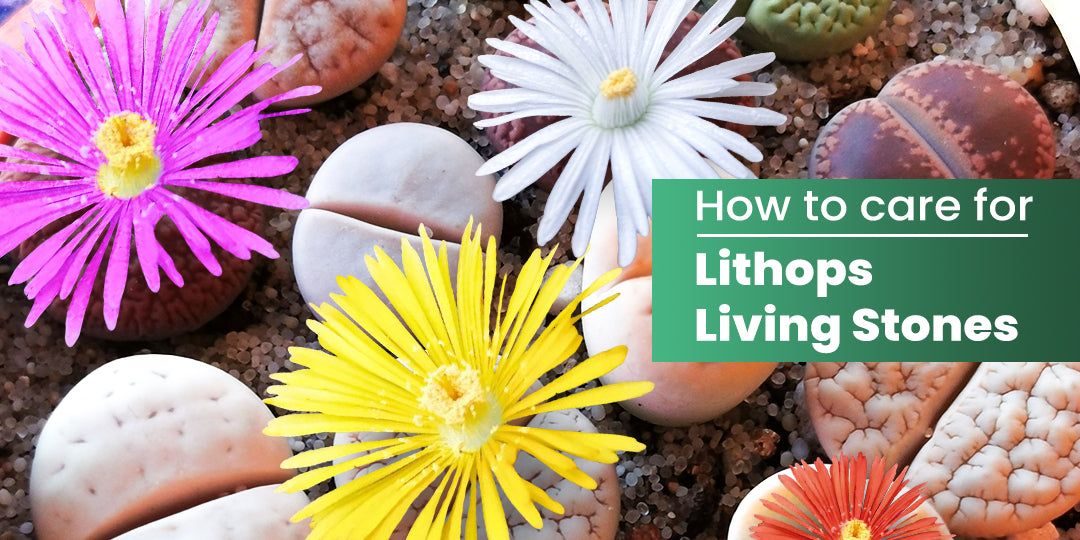 How to care for Lithops Living Stones | THE NEXT GARDENER – Thenextgardener