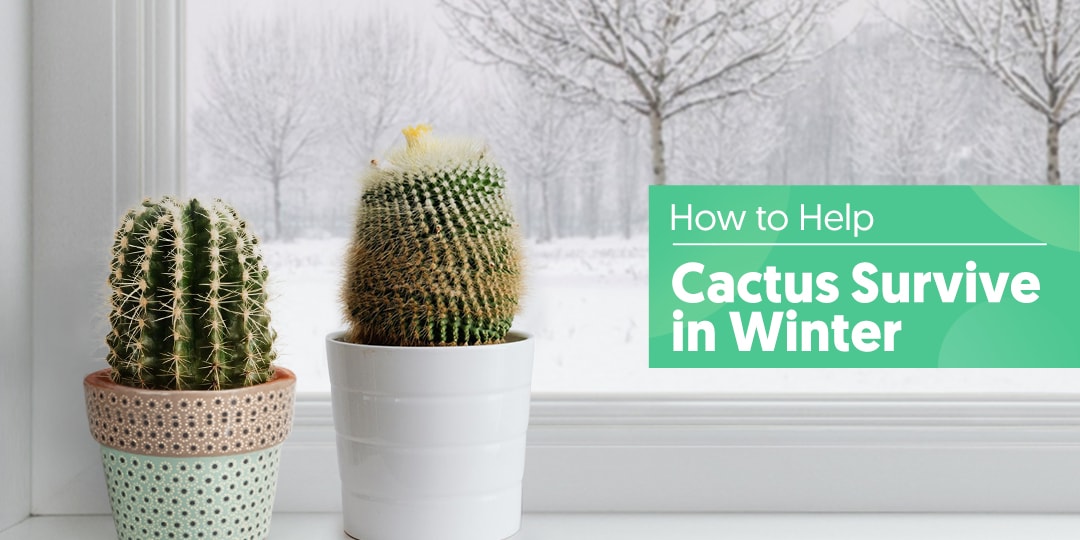 How to Help Cactus Survive in Winter The Next Gardener Thenextgardener