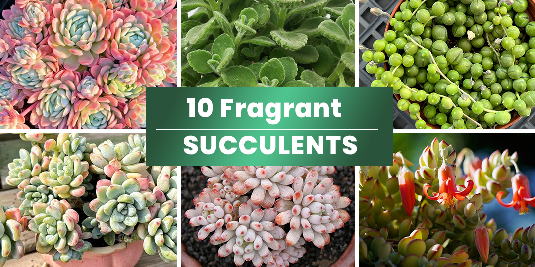 10 Fragrant Succulents Make You Surprised | THE NEXT GARDENER ...