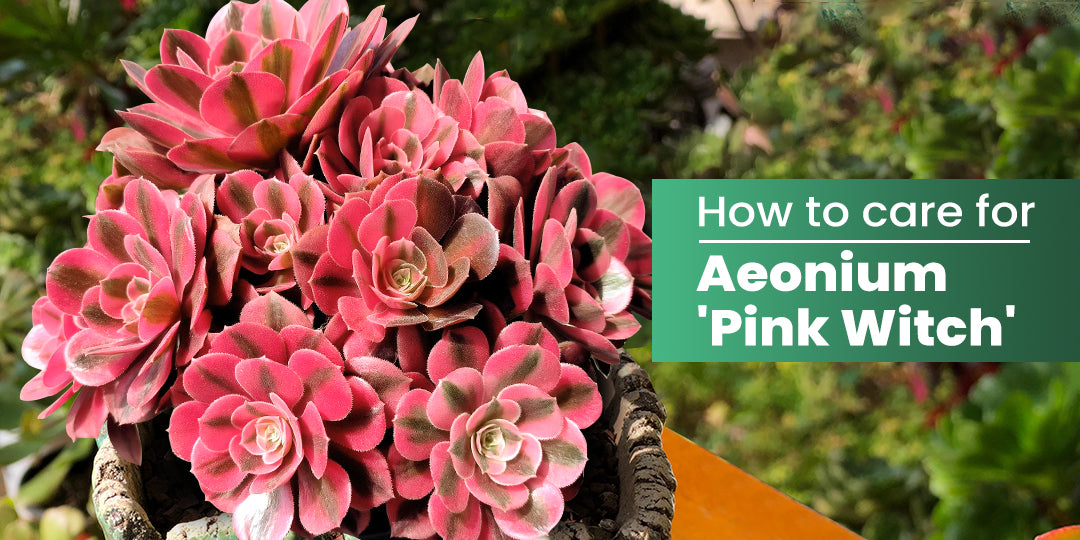 How to Care for Aeonium 'Pink Witch' | THE NEXT GARDENER – Thenextgardener