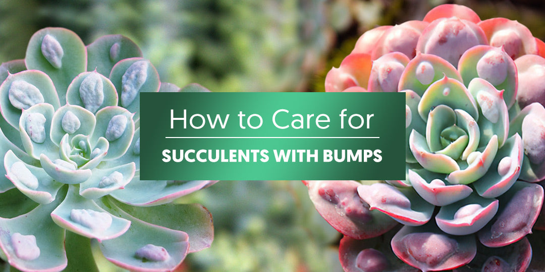 How to Care for Succulents With Bumps | THE NEXT GARDENER – Thenextgardener