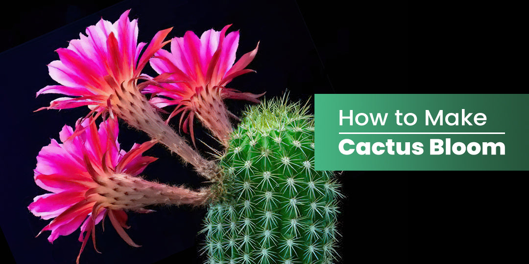 How to Make Cactus Bloom THE NEXT GARDENER Thenextgardener
