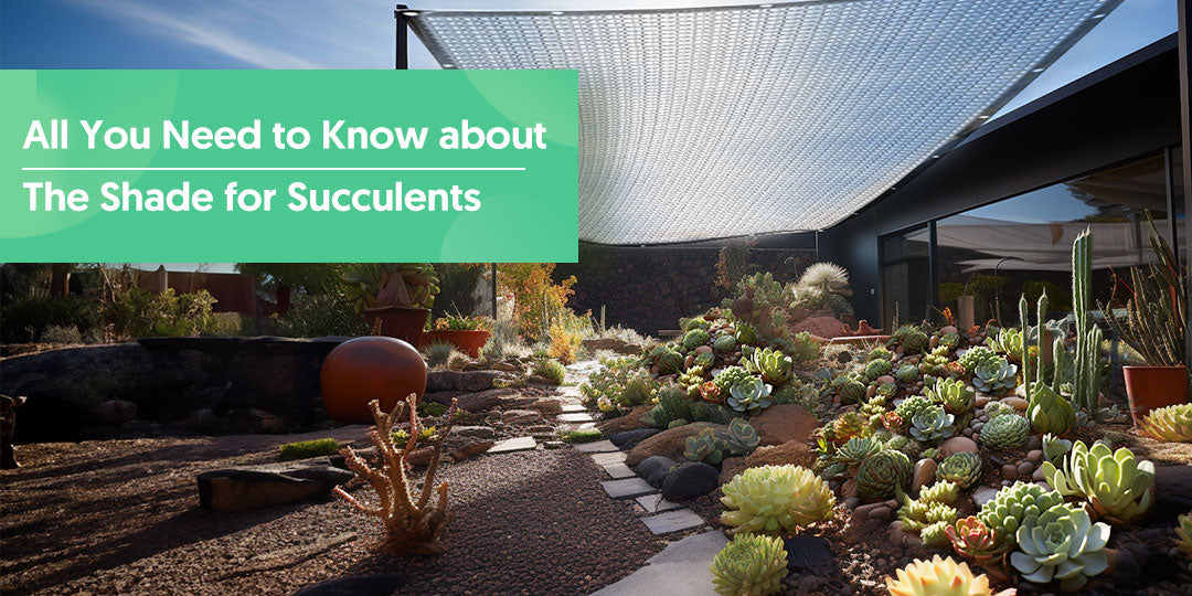 All You Need to Know about The Shade for Succulents THE NEXT GARDENER