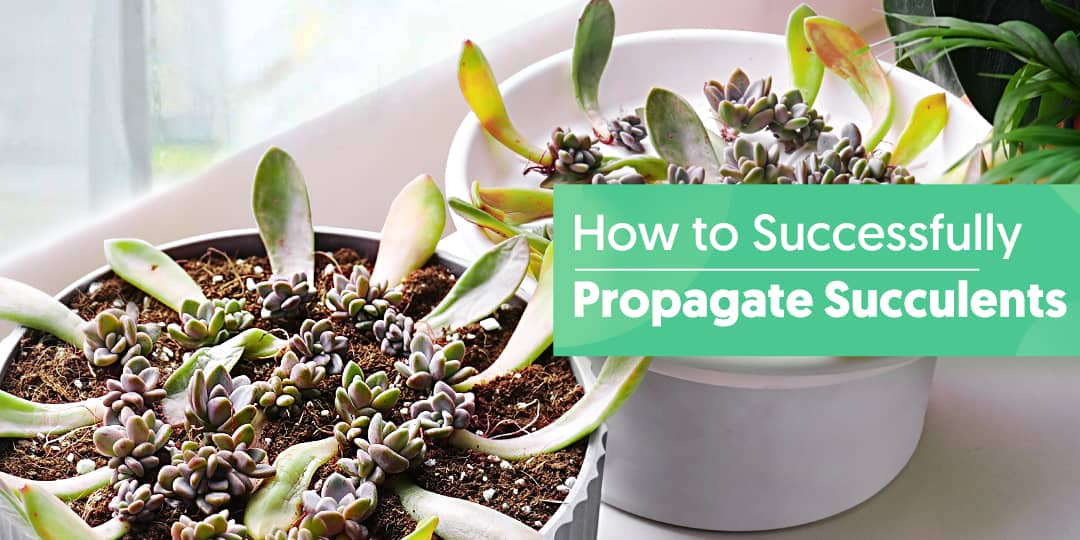 The Beginner's Guide to Propagating Succulents from Leaves | The Next ...