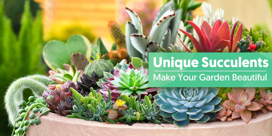 15 Unique Succulents, Make Your Garden Beautiful | THE NEXT GARDENER ...