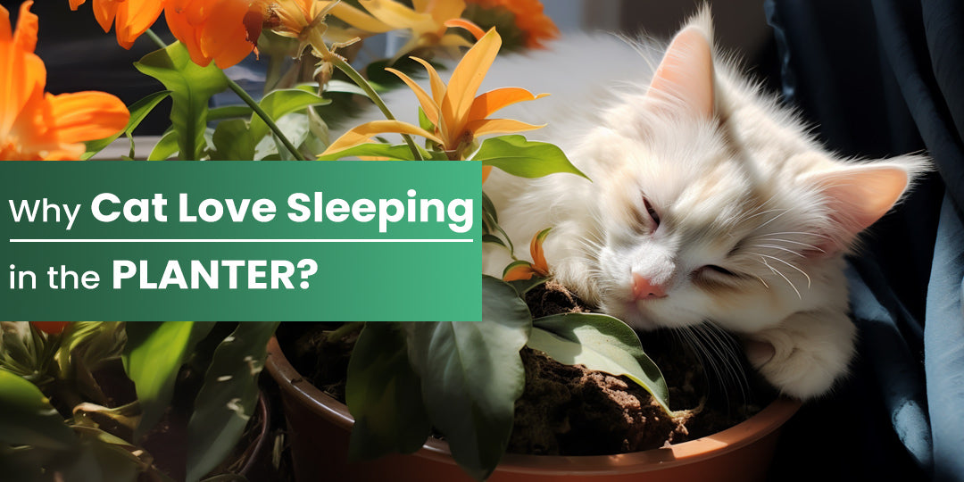 Why Does My Cat Love Sleeping in the Planter Box? THE NEXT GARDENER