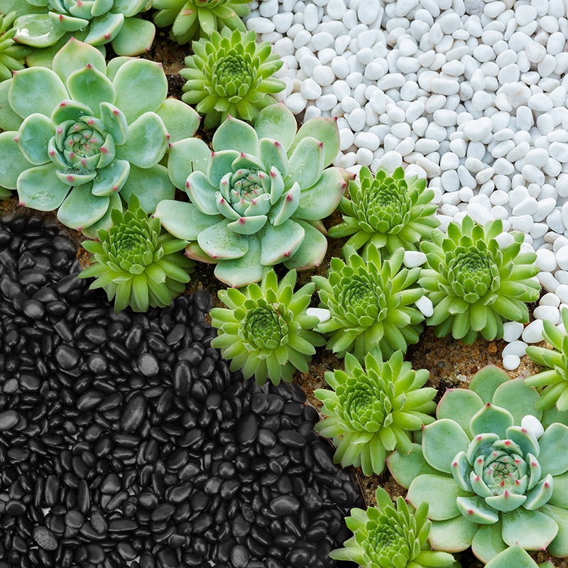 Top Dressings for Succulents & Cactus, DIY Fairy Terrarium