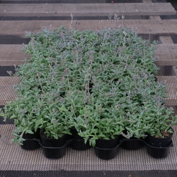 String of Dolphin Bulk 54 Tray - 2in Pot