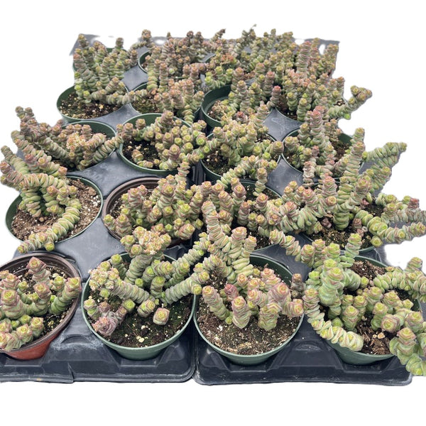 Crassula 'Baby's Necklace' Bulk 20 Tray - 4in Pot