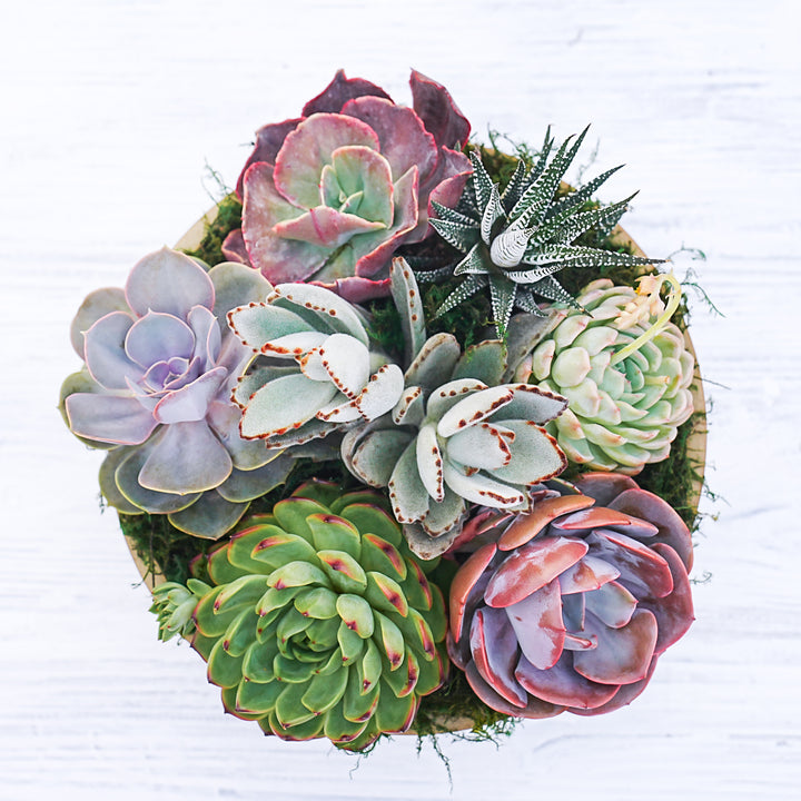 ceramic succulent decor 10" Succulent Centerpiece Table Decor, Ceramic Bowl