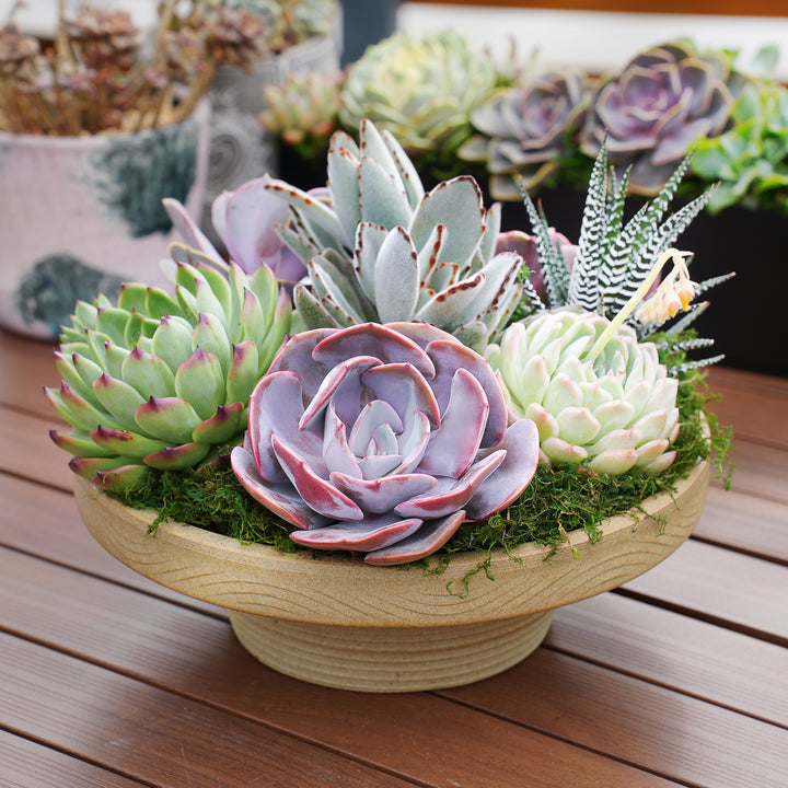 decorative succulent 10" Succulent Centerpiece Table Decor, Ceramic Bowl