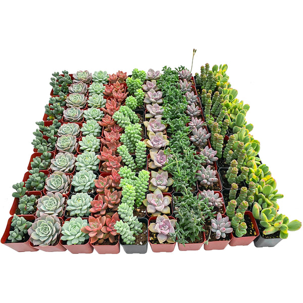 100 Assorted Succulents (10 Varieties)