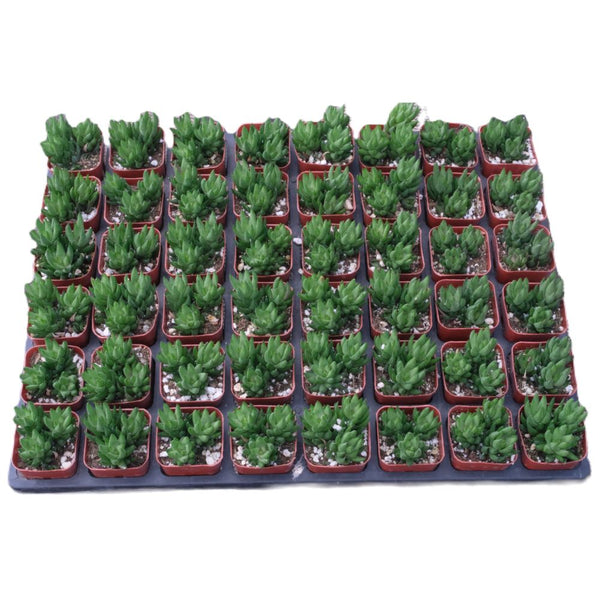 Haworthia rubrobrunnea Bulk 54 Tray - 2in Pot