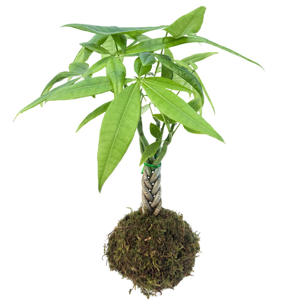 4" Money Tree Kokedama / Pachira aquatica Kokedama