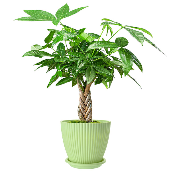 12" Tall Money Tree Braided Trunk Houseplant with Lush Green Leaves