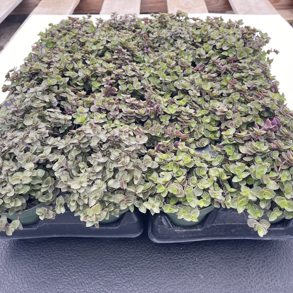 Callisia Repens Sedum Bulk 20 Tray - 4in Pot