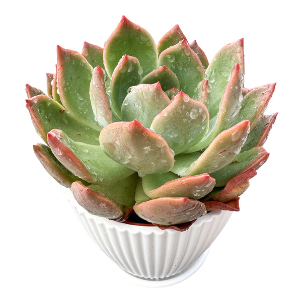 x Graptoveria Grim Pink (4 inch)