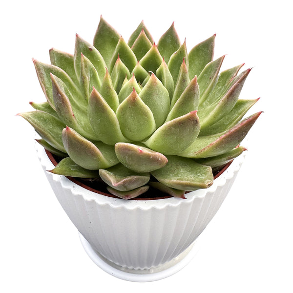 Echeveria Agavoides 'Spicy' (4 inch)