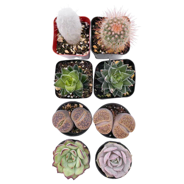 2 Cactus + 2 Haworthia + 2 Lithops + 2 Echeveria Succulents (2", Random Varieties)