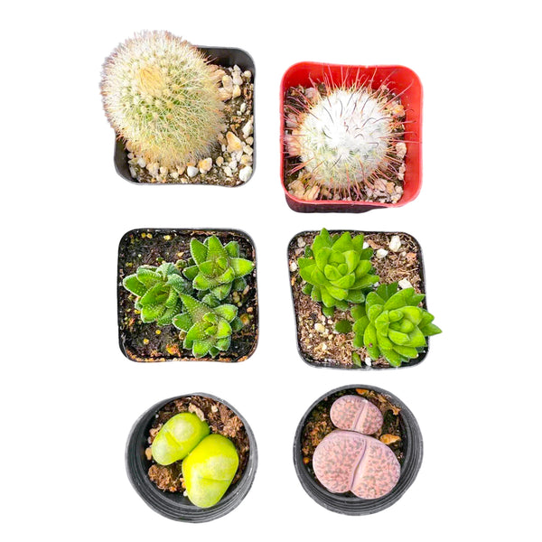 2 Cactus + 2 Haworthia + 2 Lithops Succulents (2", Random Varieties)