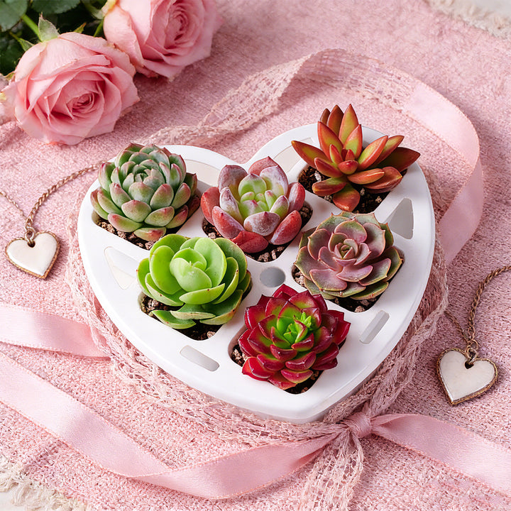 6.7 Succulents Heart Arrangement Gift, Various of Live Succulents Valentine's Gift Idea