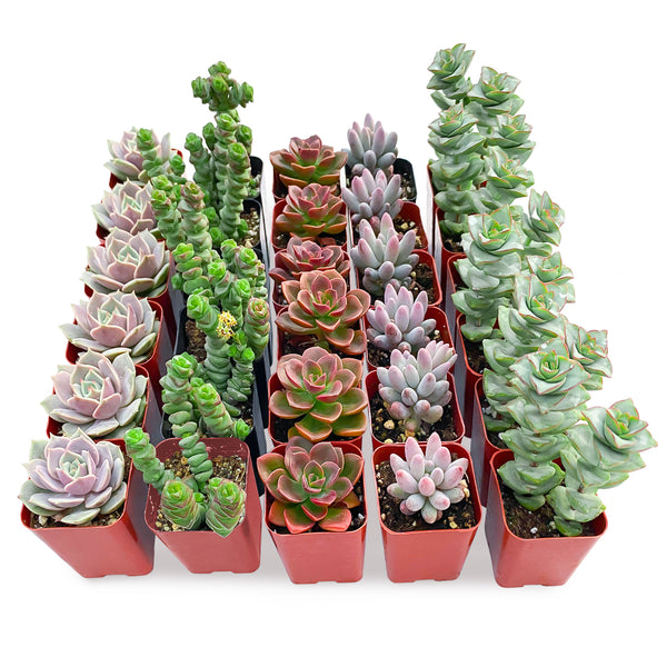 30 Assorted Succulents (5 Varieties)