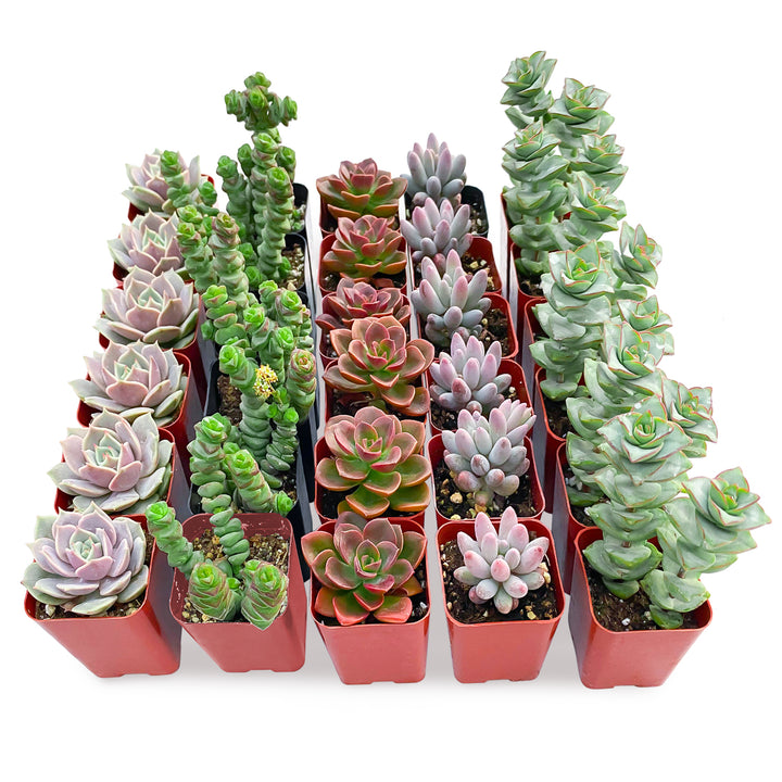 succulents knoxville tn 30 Assorted Succulents (5 Varieties)