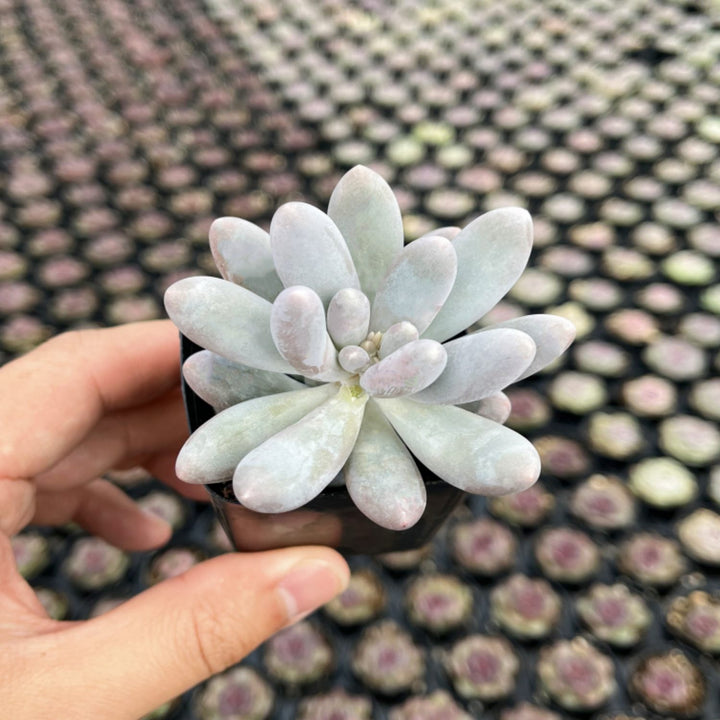 succulent sweets Pachyphytum Sweet Dumpling