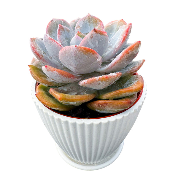 Echeveria 'Matcha Cake' (4 inch)