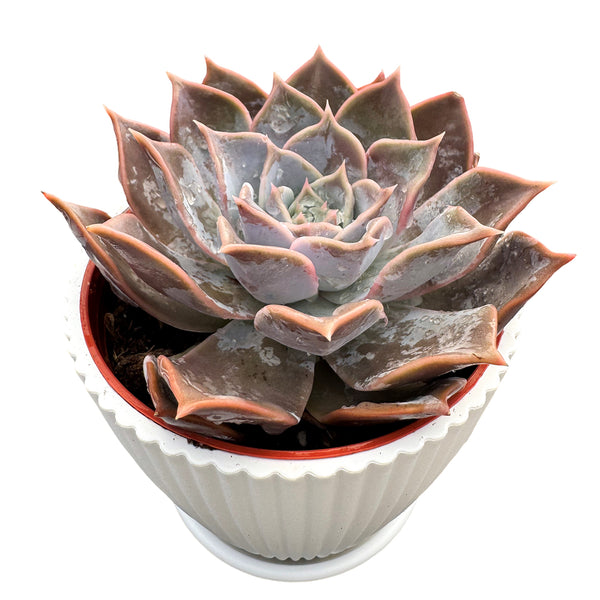 Echeveria 'Lucila' (4 inch)