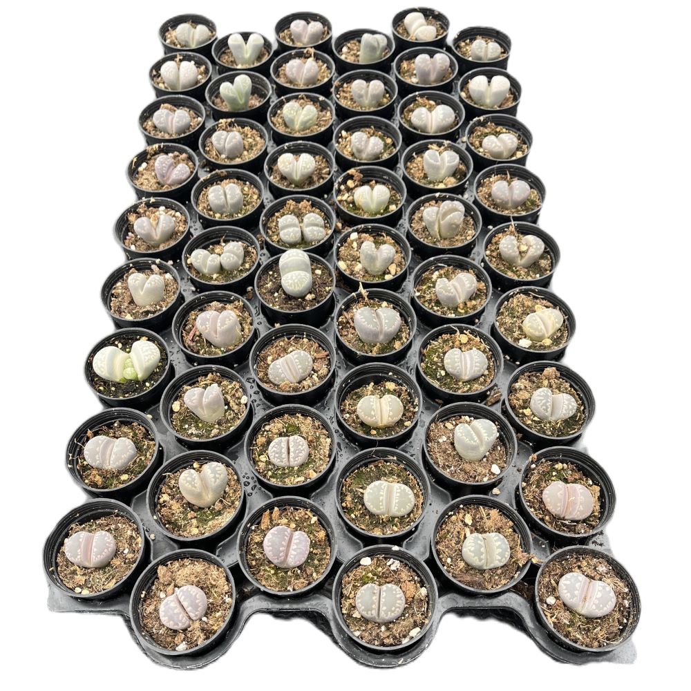 Lithops al mejor precio de Amazon en Lithops al mejor precio de Amazon en