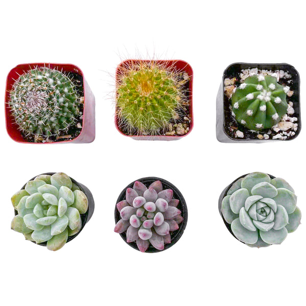 3 Cactus + 3 Echeveria Succulents (2", Random Varieties)