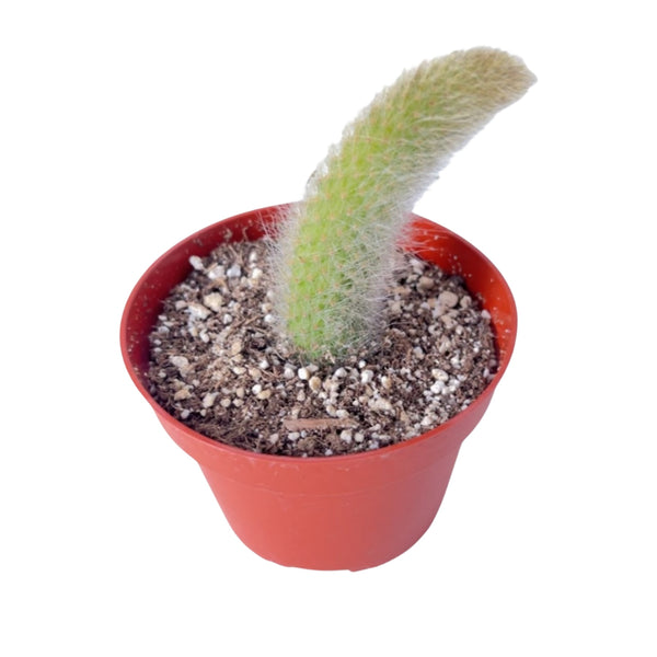 Monkey Tail Cactus / Hildewintera colademononis (4 inch)