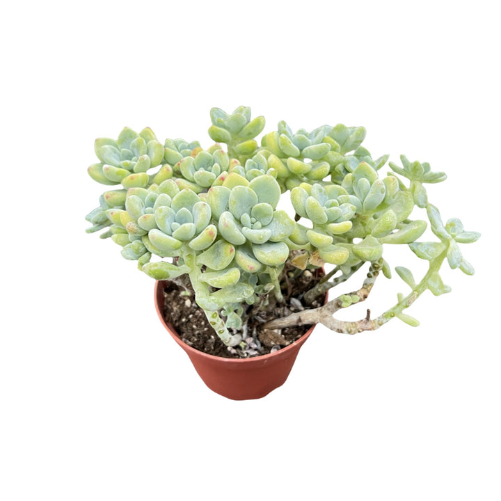 clavatum succulent Sedum Clavatum (4 inch)