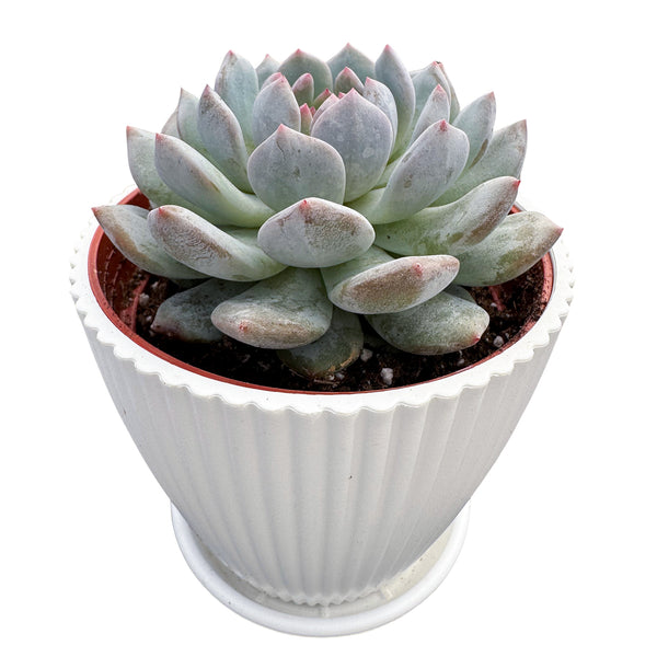 Echeveria Monroe Excellent (4 inch)